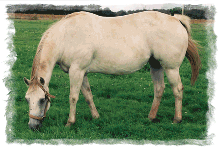Horses For Sale